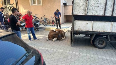    Sancaktepe'de Kaçan Kurbanlik Yakalandi, 1 Kisi Yaralandi