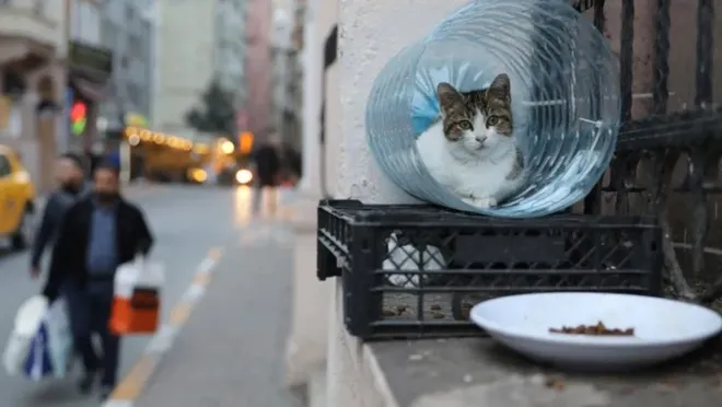 Kadıköy'de toplu kedi ölümleri araştırılıyor…