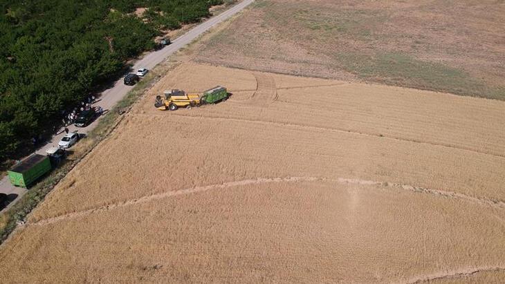 Malatya'da ekilen yeni buğday türünden yüksek verim alındı