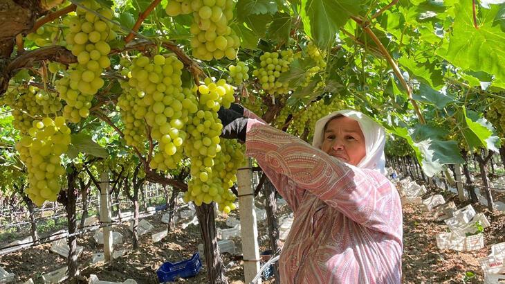 Sarıgöl'de erkenci üzüm hasadına başlandı