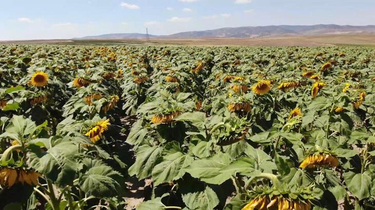 Yağlık ayçiçeği tarlaları yüzleri güldürdü: Çiftçi yüksek verim bekliyor